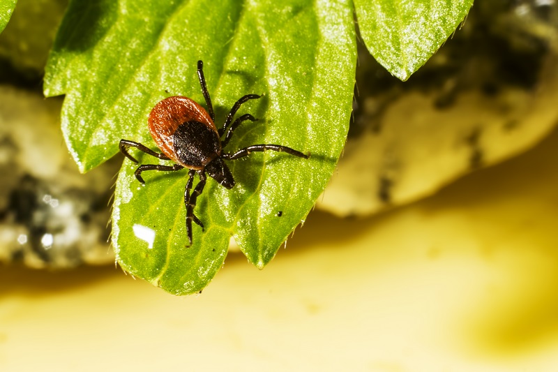 Klíšťová encefalitida – riziko roste rychle, přístup k prevenci se mění pomalu